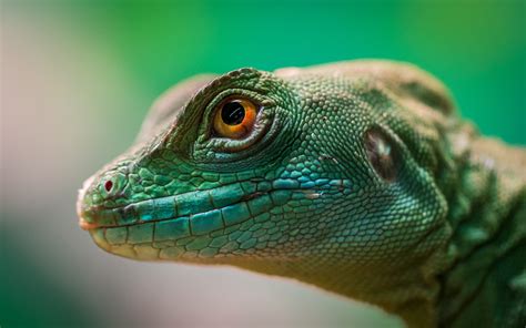 Free Images Green Scaled Reptile Fauna Close Up Lizard