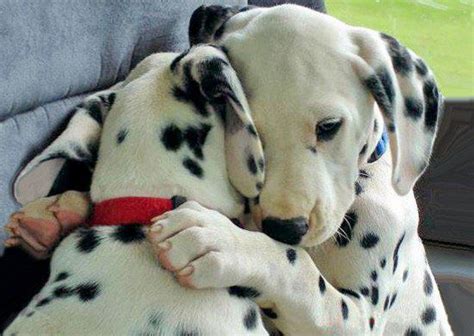 Adorable Cute Puppies Hug Each Other ~ The Animals Planet