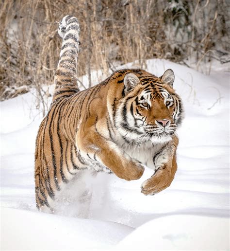 Tiger Leap Photograph By Athena Mckinzie Fine Art America
