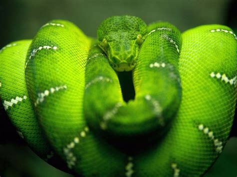 What does it mean to see a colored snake. Snake Dreams - What Snake Dreams Really Mean