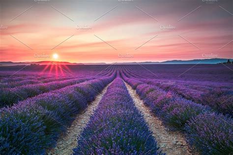 Lavender Flower Blooming Fields Containing Lavender Lavande And