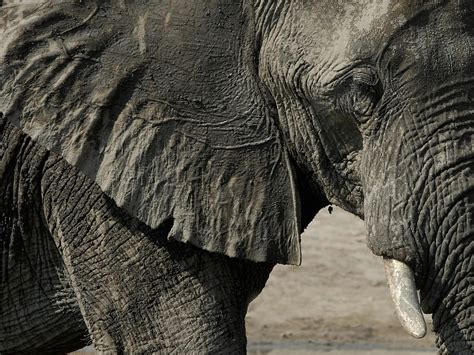 Why Do Elephants Have Wrinkled Skin New Study On Cracks Solves Old