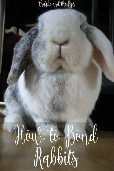 How To Bond Rabbits Rabbit Pet Bunny Rabbits Bonding Rabbits