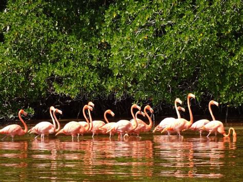 Celestun Pink Flamingos Stock Image Image Of Nature 61628979