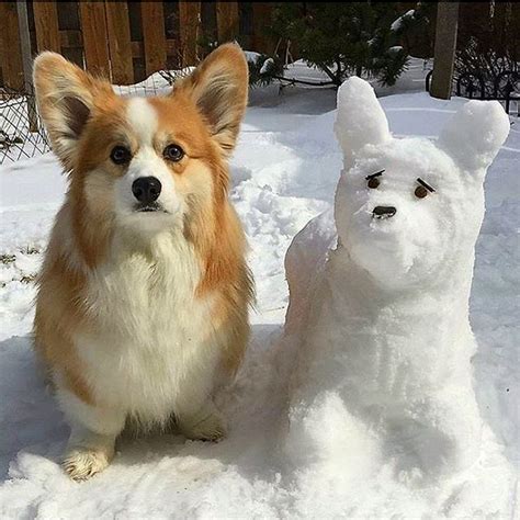Find female corgi puppies and dogs from a breeder near you. Yassss! Follow @myfavcorgi and use #myfavcorgi to be ...