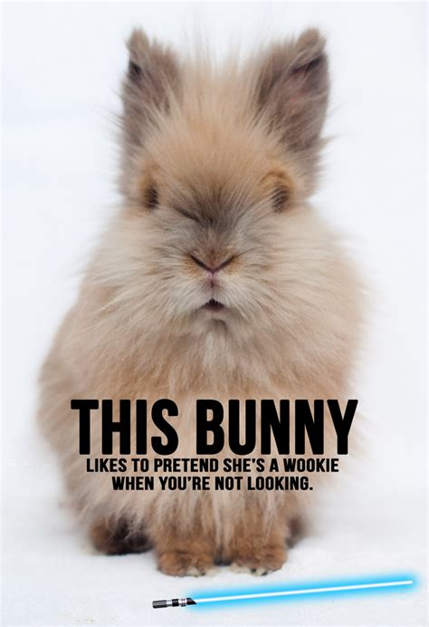 Rabbit Ramblings Bunny Monday Memeday