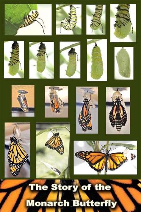 Monarch Butterfly Life Cycle El Ciclo De Vida De La Mariposa Monarca