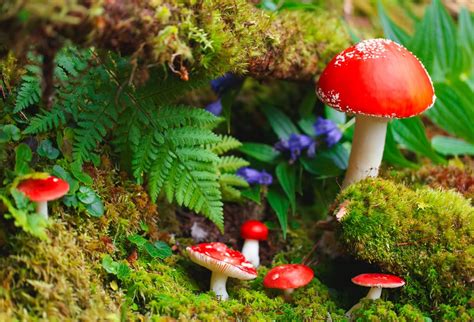 Essbare und giftige exemplare unterscheiden wer pilze im supermarkt kauft, der ist von der genießbarkeit überzeugt. Quiz: essbare und giftige Pilze | Miomente Entdeckermagazin