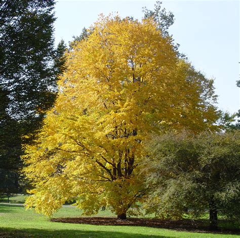 Learn about japanese maple tree care and pruning, explore some of the many varieties of japanese maples, and why these trees japanese maples self stunt, meaning their top growth will decrease when their roots are confined. Cotton-Candied Katsura - Plant Talk