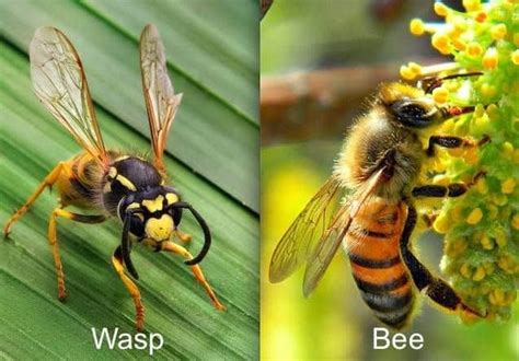 Difference Between Bees And Wasps Ben Bees