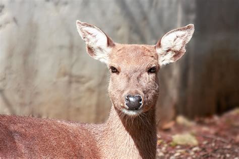 Sika Deer Female Free Stock Photo Public Domain Pictures