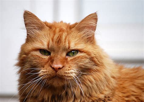 These early relatives roamed norway's forests, breeding with feral felines and barn cats. 50 Most Beautiful Norwegian Forest Cat Photos And Images