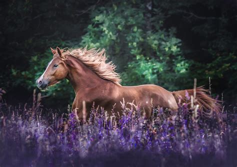 Horse Hd Wallpaper Background Image 2560x1813