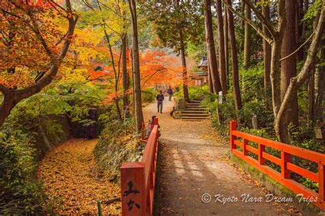 Autumn Hotspots In Kyoto And Nara Autumn Scenery Kyoto Japanese Garden