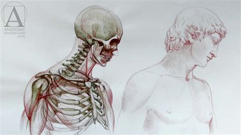 Anatomy For Artists A Visual Guide Get More Anythinks