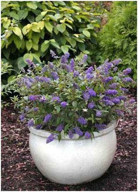 Best perennial flowers for pots. Container Gardening with Perennials - Enjoy Container ...