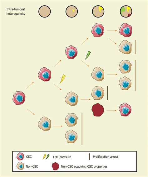 The Cancer Stem Cell Model And Intratumoral Heterogeneity The Cancer
