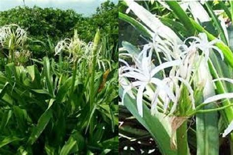 7 Manfaat Dan Kegunaan Daun Bakung Bagi Kesehatan Tubuh Oke Flores