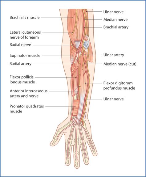 Anterior Forearm Basicmedical Key