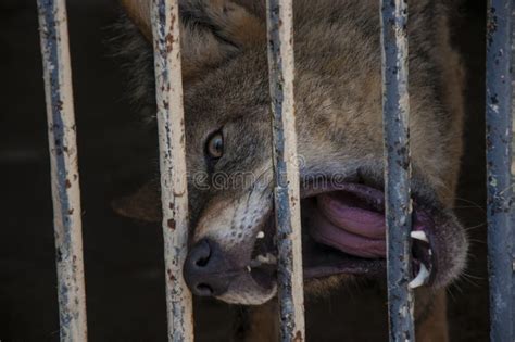 Hungry Wolf Stock Image Image Of Shot Armenia Wolf 40960997