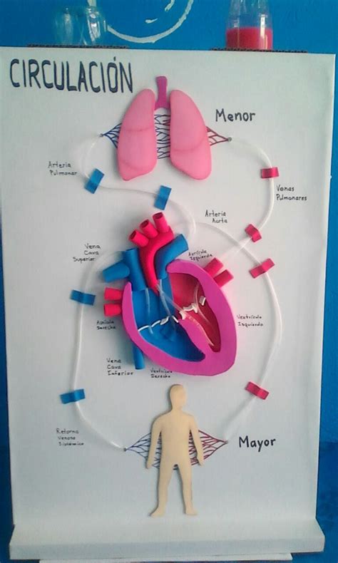 Sistema Circulatorio Maqueta Del Sistema Digestivo Sistema Circulatorio