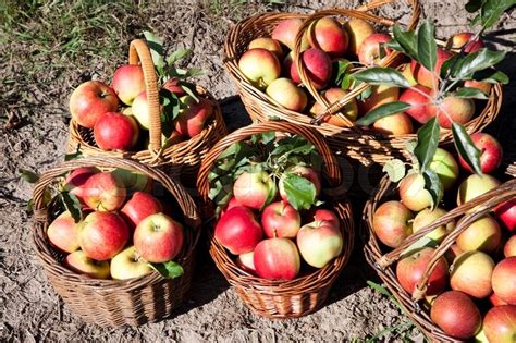 Baskets With Fresh Red Apples Stock Image Colourbox