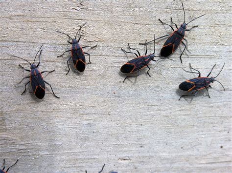 11 Faqs And Answers On Boxelder Bug Control
