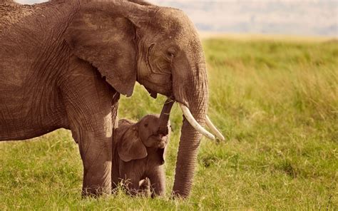 Mother And Baby Animal Photography Wallpapers