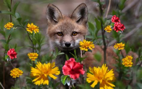 Animals Fox Flowers Wallpapers Hd Desktop And Mobile Backgrounds