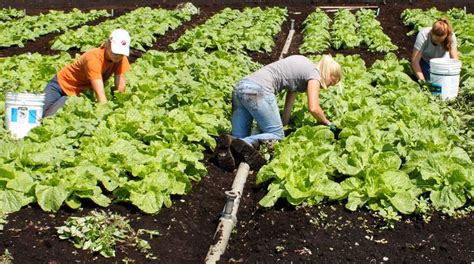 Basic Harvesting Methods Of Organic Farming Organic Farming Farm