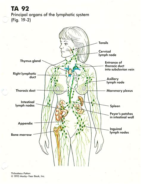 Diagram Lymphatic System Diagram Labeled Simple Mydia