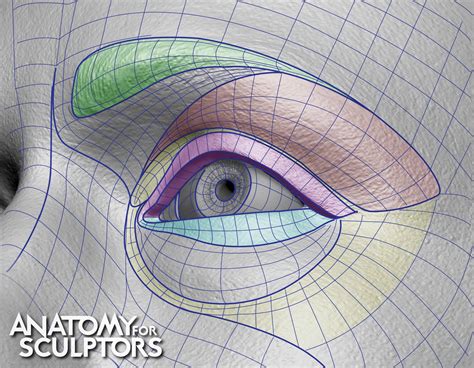 Anatomy For Sculptors 3d Model Eye Grid