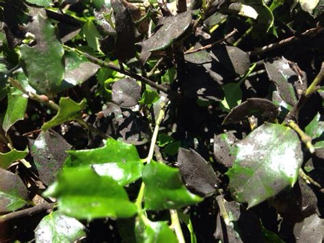 Alan henn of mississippi state university extension advises using mixture of household detergent and water. Black Sooty Mold
