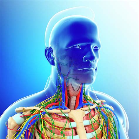 Striated shoulder/neck muscles in humans. Male Shoulder And Neck Anatomy Photograph by ...
