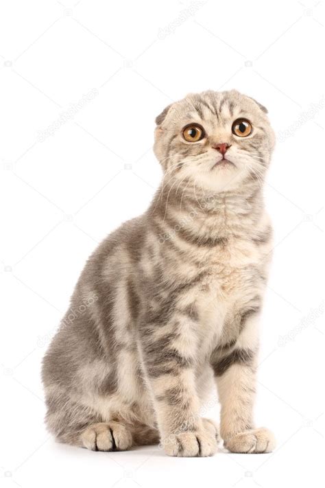 Scottish Fold Kitten — Stock Photo © Kipuxa 1226644