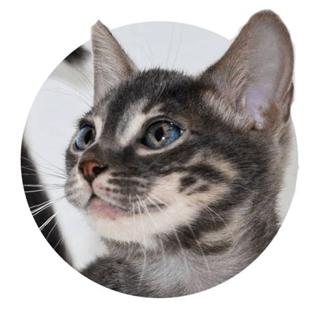 Mia is our brown charcoal, she has amazing large doughnut rosettes. Charcoal Bengal Cats & Kittens for Sale | Wild & Sweet Bengals