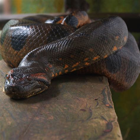 Amazon Anaconda Norededge