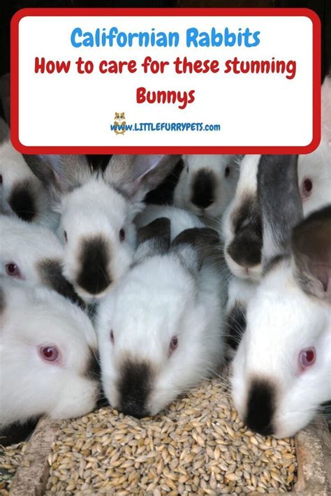 How To Breed Rabbits And Raise Healthy Kits Artofit