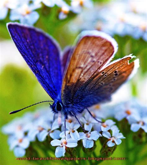 Beautiful Butterflies Wallpaper Most Beautiful Butterfly Butterfly