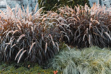 How To Grow And Care For Purple Fountain Grass