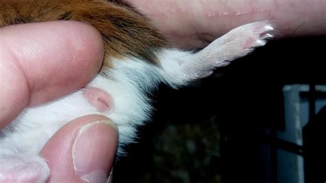 Sexing Baby Guinea Pigs And Adult Guinea Pigs For Educational Purposes