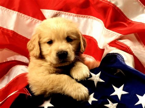 Puppy Backgrounds For Computer Wallpaper Cave