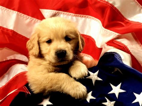 Puppy Wallpapers Free Wallpaper Cave