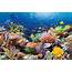 Underwater Gardens Great Barrier Reef  Notivory