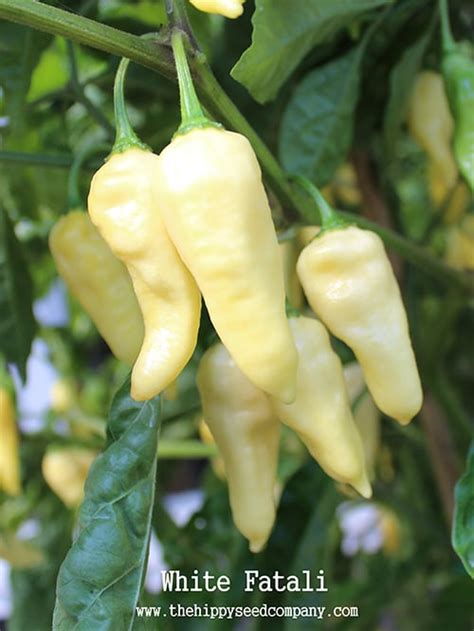 White Fatali Chilli The Hippy Seed Company Your Chilli Experts