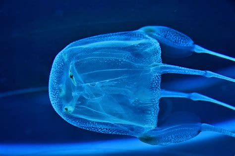 5 Most Dangerous Jellyfish Planet Deadly List