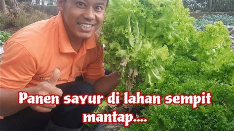 Panen Dan Semai Sayuran Di Kebun Mini AyoMenanam80 YouTube