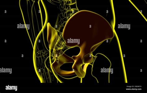 Human Skeleton Hip Or Pelvic Bone Anatomy For Medical Concept 3d