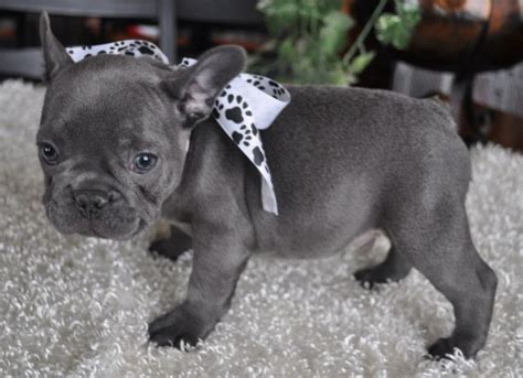 Pups have been very well cared for and loved in our family home, all pups are used to everyday household 4 male french bulldog puppies for sale. Miniature Blue French Bulldog Puppies For Sale | French ...