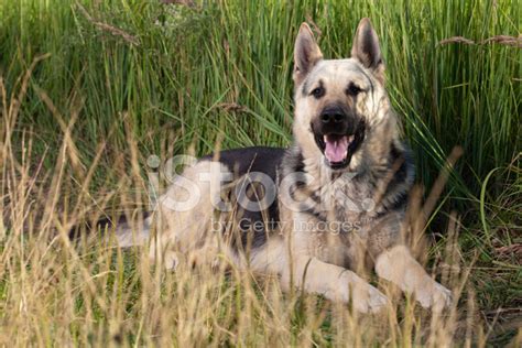 Alsatian Dog Stock Photo Royalty Free Freeimages